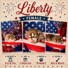 Girl 2 - female Pomsky puppy in Spring Hill, Florida from Besties Paw Life