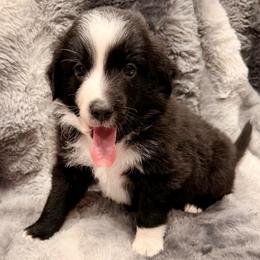 Purple collar - Black tri female Miniature Australian Shepherd puppy in 32046, Florida from River Hill Ranch