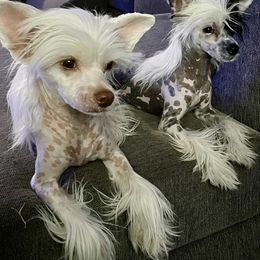 Chinese Crested puppies from Kelly's Little K9