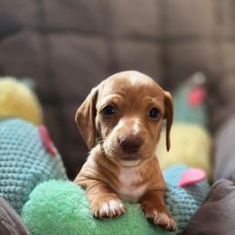 Waffle - Cream female Dachshund puppy in Upland, California from The Puppy Cottage