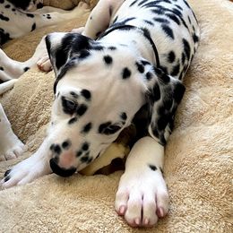 Dalmatian Puppies from Stagecoach Dalmatians
