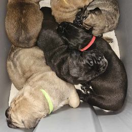 Cane Corso Puppies from Sacred Mission