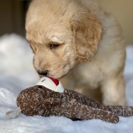 Gigi - Apricot female Labradoodle puppy in San Antonio, Texas from I Love U Back Labradoodles, LLC