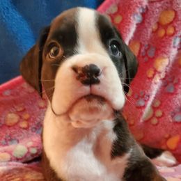 FREYA - Brindle Boxer puppy in Evans, Georgia from Kimberly's Boxers