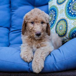 Labradoodle Puppies from CC Labradoodles