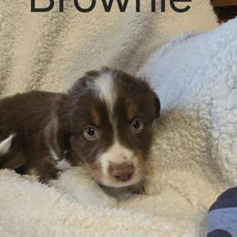 Australian Shepherd Puppies from Sharon's Australian Shepherds