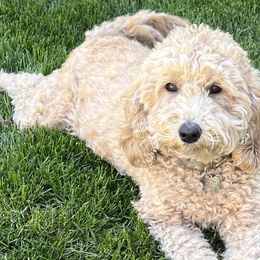 Lila Rose - Australian Cobberdog