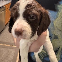 Dottie - Liver and white female Brittany puppy in Elko, Georgia from HillTop Brittany Kennel