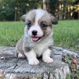 Bean - Sable male Pembroke Welsh Corgi puppy in Rolla, Missouri from 4A Corgis