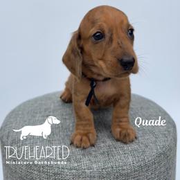 Quade - Dapple male Dachshund puppy in Royse City, Texas from Truehearted Miniature Dachshunds