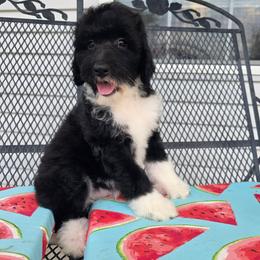 Piper - Black and white female Sheepadoodle puppy in Owensville, Missouri from Oak Valley Kennels