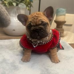 Girl 1 - Fawn female French Bulldog puppy in Girard, Kansas from Frenchie Kingdom