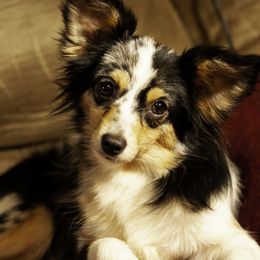 Fiona - Toy Australian Shepherd