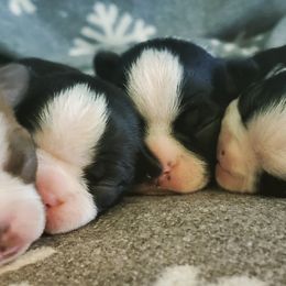 Boston Terrier Puppies from Rinehart Ranch
