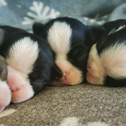 Boston Terrier Puppies from Rinehart Ranch