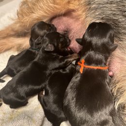Border Terrier Puppies from Devonwood Border Terriers