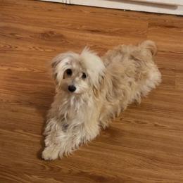 Mouse - Goldendoodle