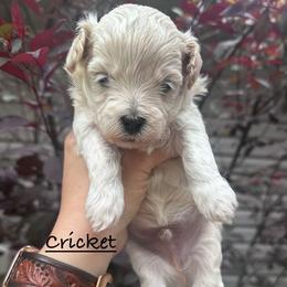 Cricket - Cream male Maltipoo puppy in Traverse City, Michigan from Riyem Wildflower Farms