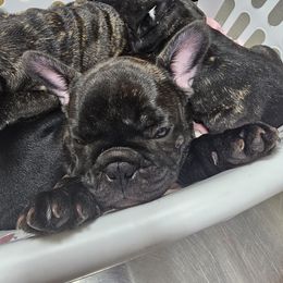 French Bulldog Puppies from Luna and London’s Puppies