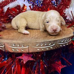 MWM3 cream or red - Cream male Dachshund puppy in Carthage, Texas from Rafter C Ranch Doxies