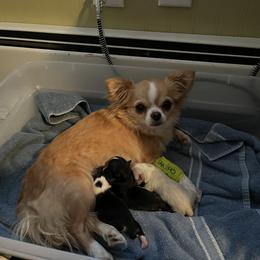 Chihuahua Puppies from Rossmoyne Chihuahuas