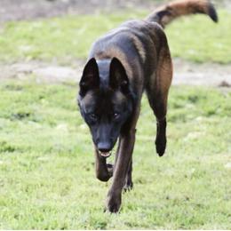 Víðarr - Belgian Malinois