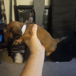 Dachshund Puppies from Pearson Federico