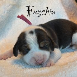 Fuschia - Black white and tan female Beagle puppy in Rogersville, Missouri from Hales Little Beagle Haven