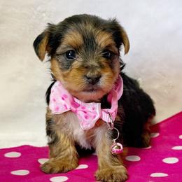 Yorkshire Terrier puppies from Pitter Patter Paws