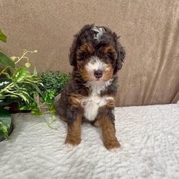 Feta - Chocolate merle female Bernedoodle puppy in Seymour, Missouri from D and D’s Dandy Doodles