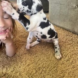 Lily - Harlequin female Great Dane puppy in Littleton, Colorado from Denver Danes