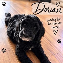 Dorian - Black male Goldendoodle puppy in Moreno Valley, California from Rainbow SoCal Doodles