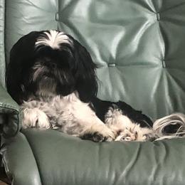 B - Shih Tzu