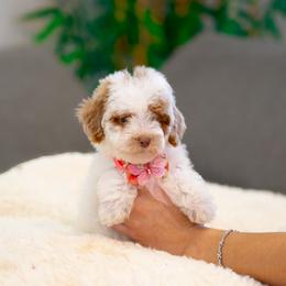 Clarissa - Parti female Goldendoodle puppy in Fort Myers, Florida from Corgis & Doodles