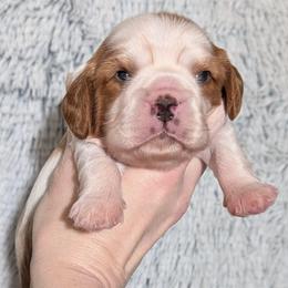 Zacharias - Blenheim male Cavalier King Charles Spaniel puppy in Stilwell, Oklahoma from Love Bug Cavaliers