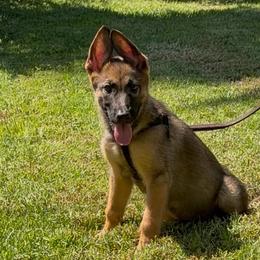Analia - Sable female German Shepherd puppy in Whitewater, California from Vom Haus Metzler Shepherds