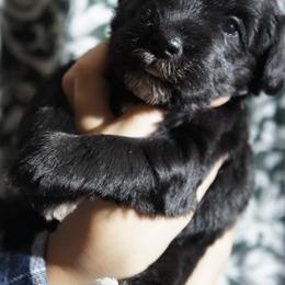 Dottie - Black female Miniature Schnauzer puppy in Frankford, Delaware from Miniature Schnauzers of Delmarva