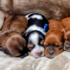 Shorkies from Tamela Pittman