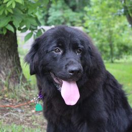 Macy - Black female Newfoundland puppy in Brundidge, Alabama from Grinnell Newfoundland