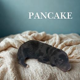 Pancake - Sable male Aussiedoodle puppy in Ellenburg Center, New York from Kristin's Puppies