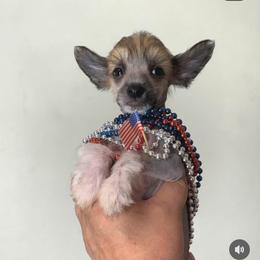 DaoDog Never Give up - Black white and tan male Chinese Crested puppy in Highland Park, Michigan from Family Kennel Dao Dog
