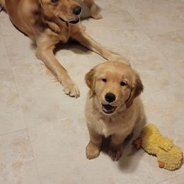 Golden Retriever Puppies from JK Goldens