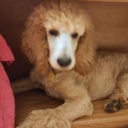 Poodle Puppies from Barbi's Standards