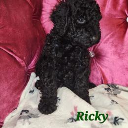 Ricky - Black male Poodle puppy in Harrisonville, Missouri from Kurly Q Poodles