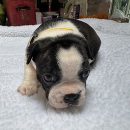 Boston Terrier Puppies from Washburns bostons