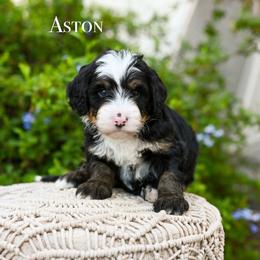 Aston - Tri-color male Bernedoodle puppy in Tucson, Arizona from Sun Valley Goldendoodles
