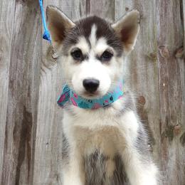 Ella Lopez - Black and white Siberian Husky puppy in Dunnellon, Florida from Clover's Legacy Siberians