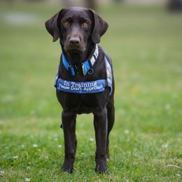 Labrador Retriever Puppies from Black Mountain Service Dogs