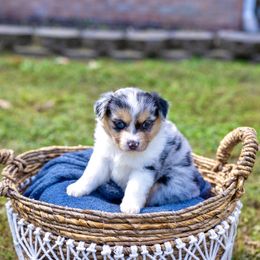 Pumpkin Spice - Blue merle Miniature Australian Shepherd puppy in Tennessee from Coolsprings Aussies