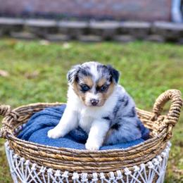 Pumpkin Spice - Blue merle Miniature Australian Shepherd puppy in Tennessee from Coolsprings Aussies